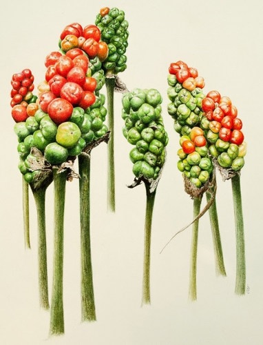 Drawing of plant with berries