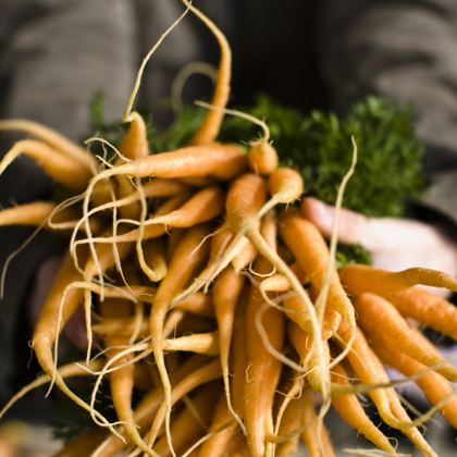 A bunch of orange carrots