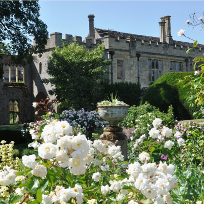 Roses at Sudeley Castle
